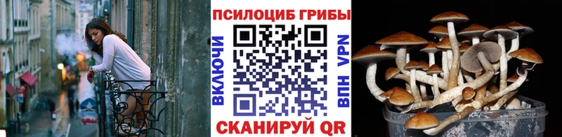 как найти закладки Верхний Тагил Галлюциногенные грибы Psilocybe